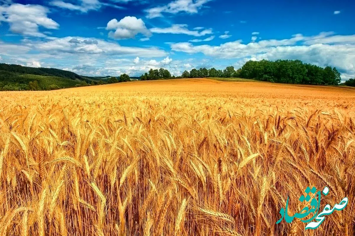 قابل توجه گندمکاران | خبر جدید درباره پرداخت مطالبات گندمکاران