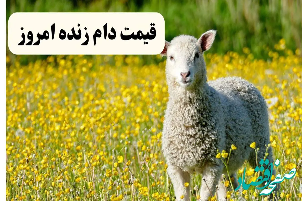 اعلام قیمت دام زنده امروز چهارشنبه ۳۱ اردیبهشت ۱۴۰۴ | این استان گرانترین دام زنده را دارد